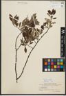 Foto von Salix phylicifolia L.